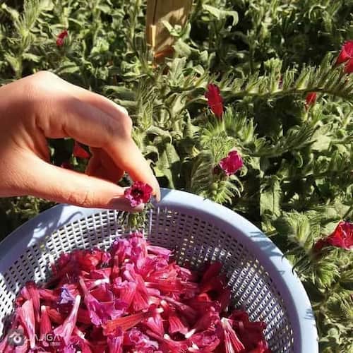 تصویر 2 از فروش گل گاو زبان قرمز + قیمت خرید به صرفه